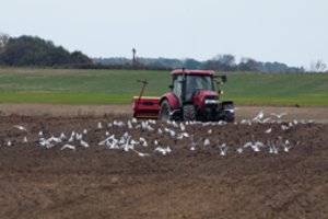 Kokio derliaus tikėtis po tokio permainingo pavasario? Ekspertas jau turi atsakymą