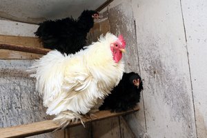 Amerikiečiai raginami susilaikyti nuo vištų bučiavimo: salmoneliozės protrūkiai nesibaigia