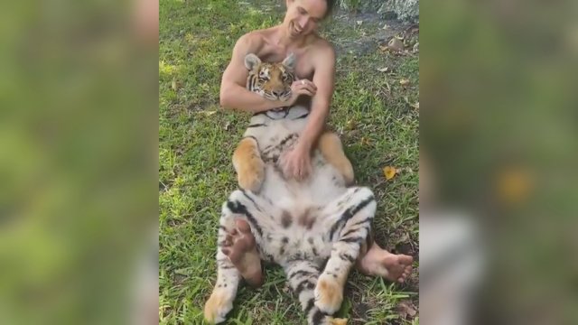 Vyro drąsa kelia nuostabą: milžinišką tigrą glosto tarsi mažą kačiuką