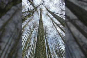 Aukščiausio šalyje medžio nepalaužė nei vėjai, nei sniegas – dar stiebiasi į viršų