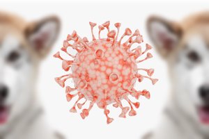 Nustatytas naujas žmones galintis užkrėsti koronavirusas – jis kilo iš populiarių naminių gyvūnų