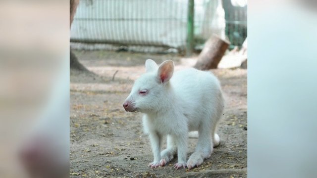 Rusijos zoologijos sode gimė itin retas gyvūnas – tokio greičiausiai nesate matę