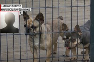 Atėmus suluošintus šunis iš daugintojų, šie tikrą pragarą užkūrė prieglaudos savanoriams