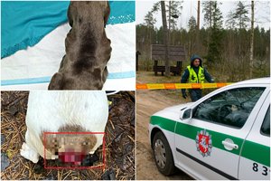 Teisme tebeverda ginčai dėl pragarą Jonavos rajone patyrusių dešimčių šunų: jų likimas kol kas neaiškus