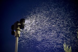 Uljanovsko srities gyventojai susidūrė su apokalipse: mašalų antplūdis pražudo net galvijus