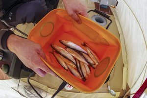 Roges siūlo ruošti vasarą: atskleidė specifinio žūklės būdo paslaptis