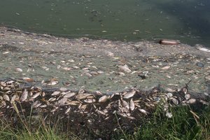 Aplinkosaugininkai išaiškino atsakingą už Jūros upėje išgaišusias žuvis: žala gamtai siekia 3960 eurus