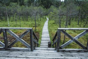 Čepkelių, Kamanų ir Viešvilės rezervatuose keičiasi lankymosi tvarka