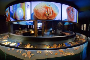 Nidoje duris atveria unikalus privatus muziejus – Baltijos auksas nušvis naujomis spalvomis