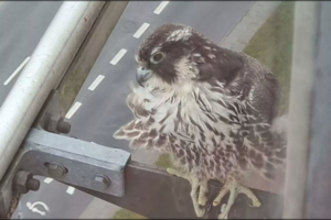 Šalia Klaipėdos „Akropolio“ – į Raudonąją knygą įrašyto plėšrūno viražai