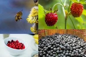 Uogų mėgėjams – labai prastos žinios, o grybautojams atvirkščiai – prognozuoja puikius laikus