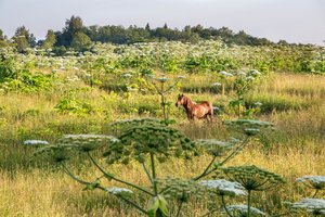 Kaip į Lietuvą atsivežti Sosnovskio barščiai virto prakeiksmu ir kodėl nesiseka laimėti karo prieš juos?