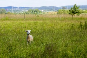 Dar vienas vilkų išpuolis: vietoje devynių avių ryte ūkininkas rado tris