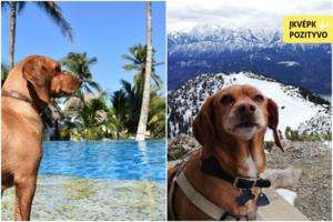 Šunų rojų atrado perskridę Atlantą: niekam nereikalinga benamė virto keliautoja