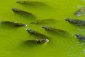 Žuvų populiacijos naikinamos sparčiau nei spėja atsigauti: beveik trečdalio rūšių ištekliai vargu ar kada nors atsikurs