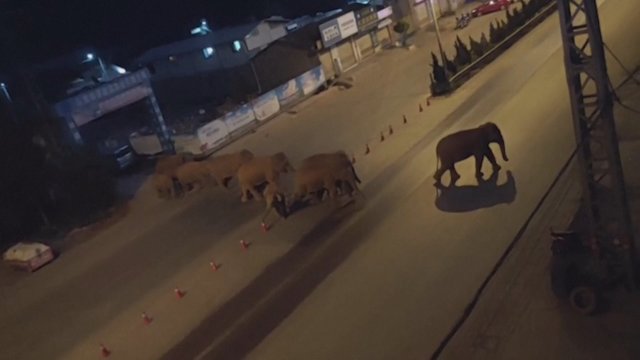 Pamatykite: į šiaurę migruojantys drambliai kirto ir Kinijos gatves