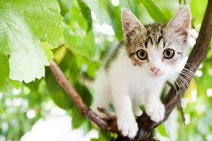 Biržuose ugniagesiai gelbėjo kelias dienas medyje įstrigusį rainiuką: užvytas iš baimės tik kniaukė