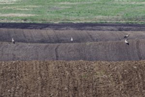 Lietingas ir šaltas pavasaris stabdo ūkininkų darbus, lėtina daržovių augimą