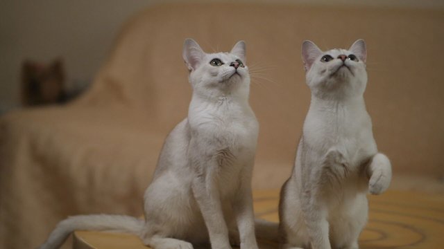Pasigrožėkite: sidabrinį kailį turinčios gražuolės skina pergalės net juodų kačių konkursuose