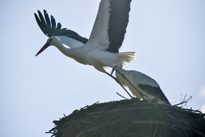 Gandrų pokštai – lizdą susisuko tiesiai ant kamino, teko šauktis pagalbą