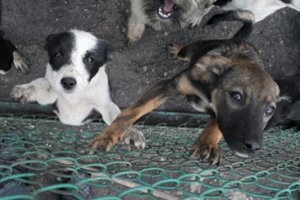 Kaimuose paženklinti gyvūnus bus lengva tik teoriškai: jau susidūrė su problemomis