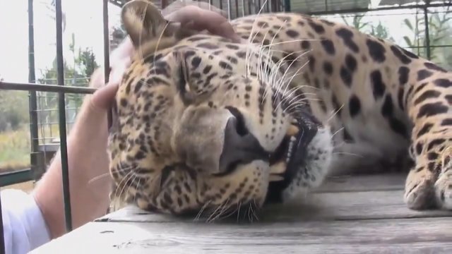 Užfiksavo neįtikėtiną leopardo meilumą: iš malonumo garsiai murkia