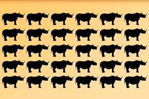 Kuris raganosis skiriasi nuo likusių? Pasitikrinkite, ar esate pastabūs