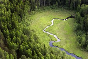5 paplitę mitai apie miškininkystę Lietuvoje
