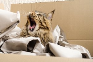 Paaiškėjo, nuo ko priklauso žiovulio trukmė