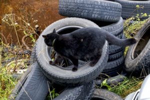 Naudotų padangų pakelėse, pamiškėse ir prie vandens telkinių vis nemažėja
