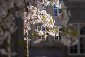 Po ilgų paieškų kaunietė atrado tai, apie ką svajojo: dabar jos namai ne tik švarūs, bet ir gaivūs