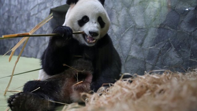 Malaizijos zoologijos sode ypatinga diena: didžioji panda atsivedė jauniklį
