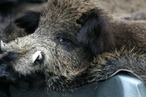 Už neteisėtai sumedžiotą šerną brakonieriaus biudžetas smarkiai nukentės: teks padengti tūkstantinius nuostolius