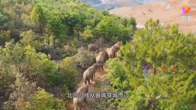 Ypatingai retas vaizdas: pusmetį keliaujanti 15 dramblių banda pasiekė milijoninį Kinijos miestą