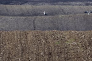 Nuo pandemijos nukentėjusiems ūkiams dar liko 10 mln. eurų paramos lėšų