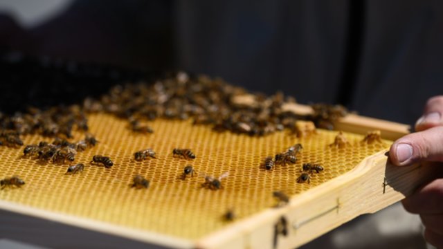 Nors medunešis šiemet smarkiai vėlavo, bitininkai prognozuoja rekordinį derlių