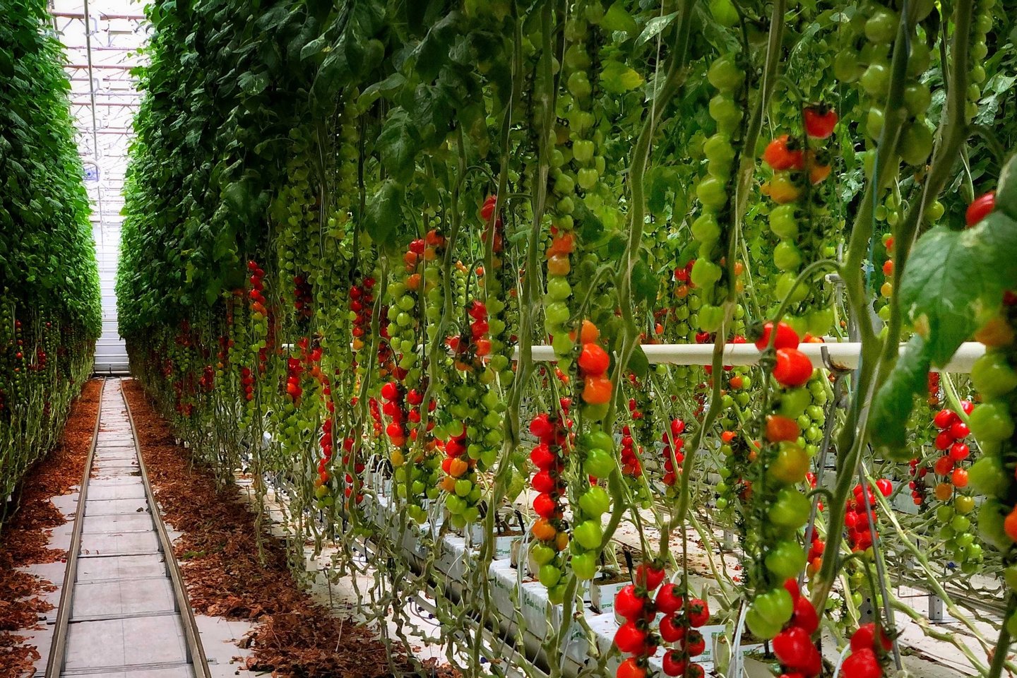 Netoli Elektrėnų įsikūrę „Kietaviškių gausos“ šiltnamiai yra vieni unikaliausių Europos šiltnamių, kuriuose kasmet užauginama iki 17 skirtingų pomidorų veislių.