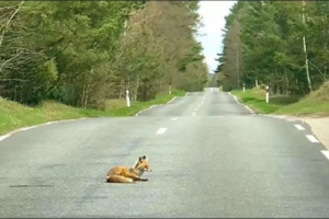 Perspėja apie Kuršių nerijoje vairuotojų tykančią gudrią lapę: apsimeta sužalota