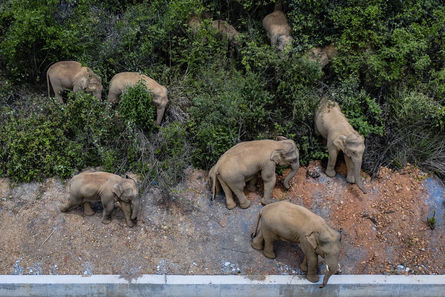  Praėjusiais metais iš draustinio Kinijoje pabėgę drambliai sukorė šimtus kilometrų ir pridarė milijoninės žalos<br> Scanpix nuotr.