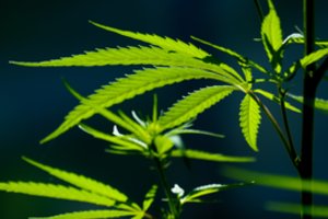 Kanapes auginusiam buvusiam pareigūnui teismas apribojo laisvę