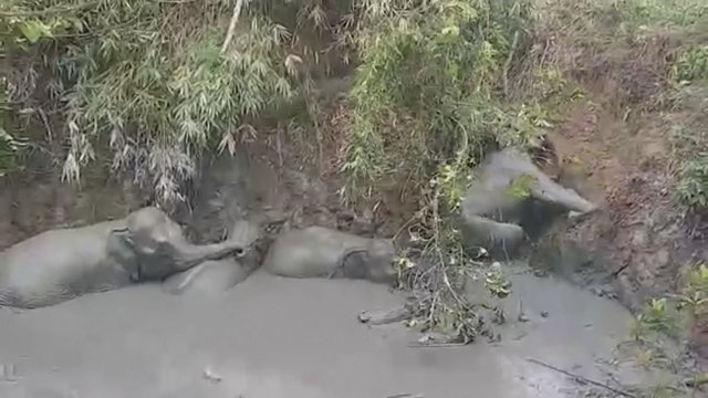 Pamatykite, kaip vyksta gelbėjimo operacija Mianmare: 4 drambliai įstrigo dumblo duobėje