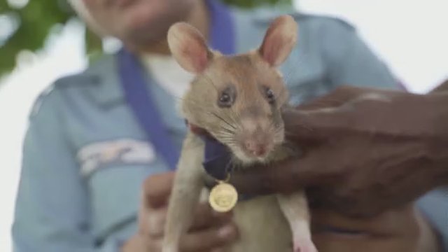 Neįprastas minėjimas Kambodžoje: į pensiją išleista minų ieškojusi žiurkė