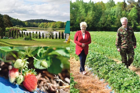 Čia pirkėjai atvažiuoja patys prisiskinti braškių: verslininkai uogų į turgų nė nebeveža