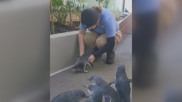 Užfiksavo išskirtinai mielą akimirką: pingvinų prižiūrėtojas tokio gyvūno elgesio nesitikėjo