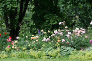 VDU botalikos sode pirmuosius žiedus išskleidė pusantro tūkstančio rožių veislių