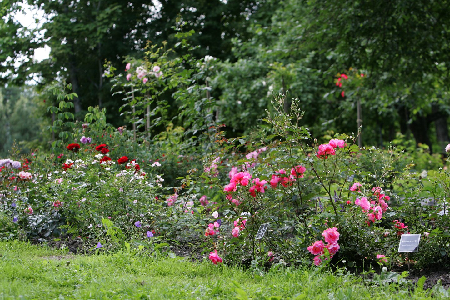 VDU botalikos sode pirmuosius žiedus išskleidė pusantro tūkstančio rožių veislių<br>V.Balkūno nuotr.