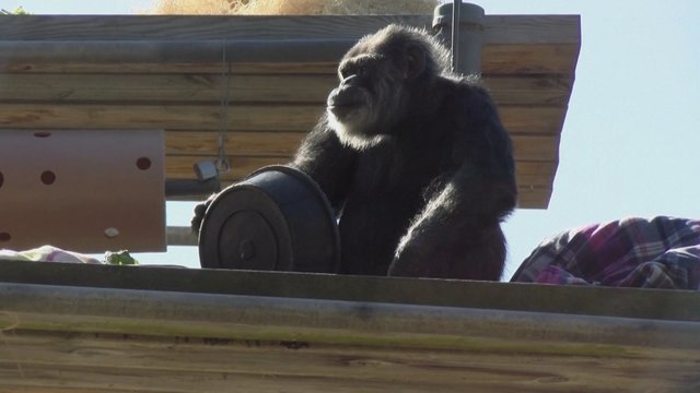 San Fransisko zoologijos sodo bendruomenė gedi: mirė seniausias JAV šimpanzės patinas 