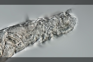 Iš amžino įšalo prikėlė 24 000 metų senumo gyvūną