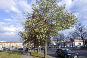 Arterinėje sostinės gatvėje iškirtus brandžius medžius – savivaldybės žinia: žada prisodinti gerokai daugiau augalų