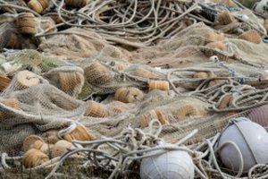 „Facebook“ vartotojai Utenos aplinkosaugininkams padėjo išaiškinti pažeidėją